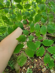 Cladrastis kentukea