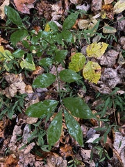 Euonymus alatus