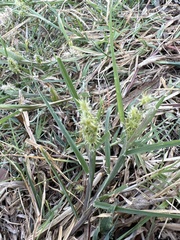 Cenchrus spinifex