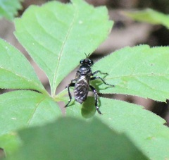 Laphria canis
