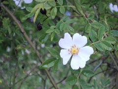 Rosa pouzinii