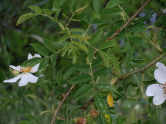 Rosa pouzinii