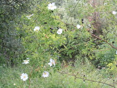 Rosa pouzinii