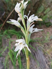 Chloraea multiflora