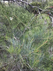 Allocasuarina muelleriana