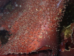 Chondracanthus exasperatus