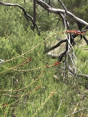 Allocasuarina muelleriana