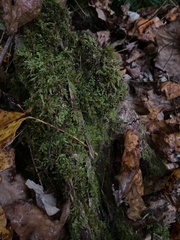 Callicladium imponens