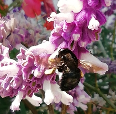 Xylocopa