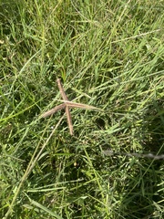 Dactyloctenium aegyptium