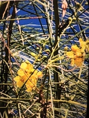 Parkinsonia