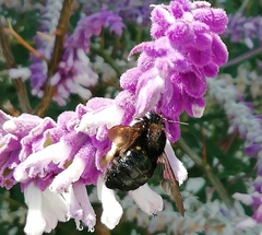 Xylocopa