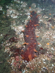 Apostichopus californicus