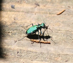 Cicindela sexguttata
