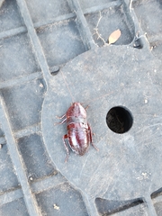 Eurycotis floridana