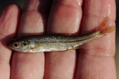 Squalius alburnoides
