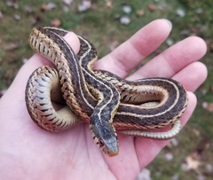 Thamnophis sirtalis sirtalis