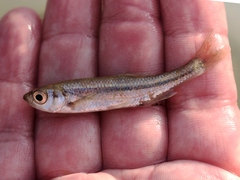 Squalius alburnoides