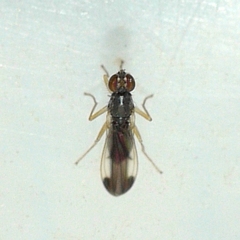 Anthomyzidae