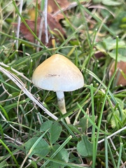 Agaricineae