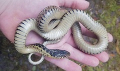 Thamnophis sirtalis sirtalis