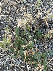 Erodium