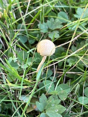 Agaricineae