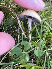 Agaricineae