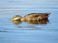 Anas platyrhynchos × fulvigula