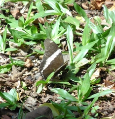 Siproeta epaphus trayja