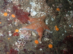 Dermasterias imbricata