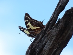 Charaxes sempronius