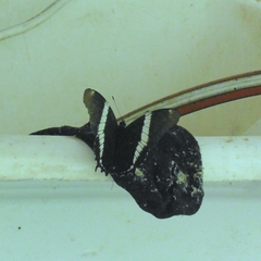 Siproeta epaphus trayja