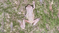 Hyla japonica