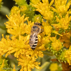 Colletes