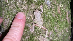 Hyla japonica