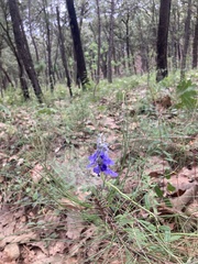 Salvia guadalajarensis