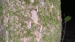 Hyla japonica
