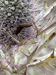 Acoloithus falsarius