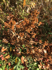 Xanthium strumarium