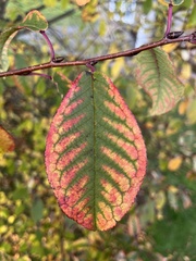 Prunus padus