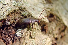 Capnochroa fuliginosa