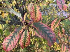 Prunus padus
