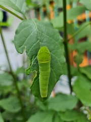 Papilio multicaudata