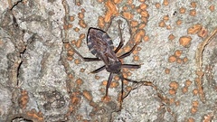 Isyndus obscurus