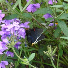 Phocides polybius phanias