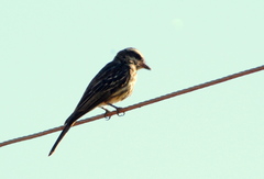 Empidonomus varius
