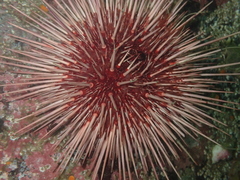 Mesocentrotus franciscanus