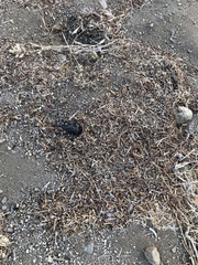 Coelocnemis dilaticollis