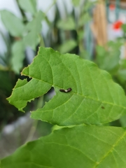 Papilio multicaudata